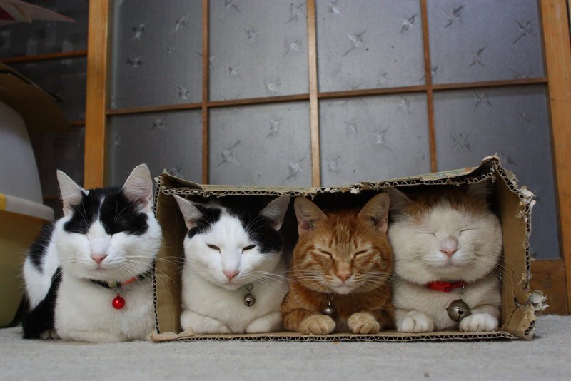 Котики в коробке