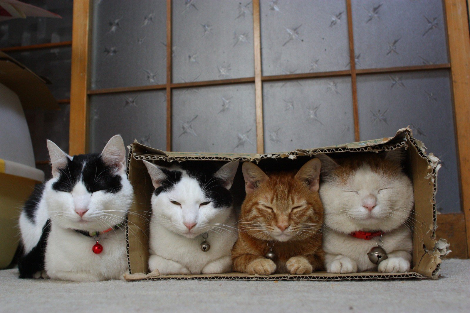 Я готов сразу несколько котов. Кошки и коробки. Котик в коробке. Забавные кошки. Три кошки.