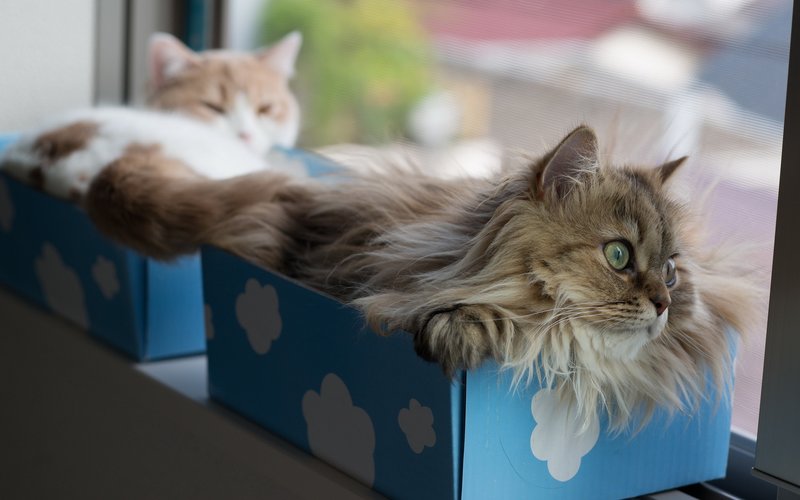 Котики в синих коробочках