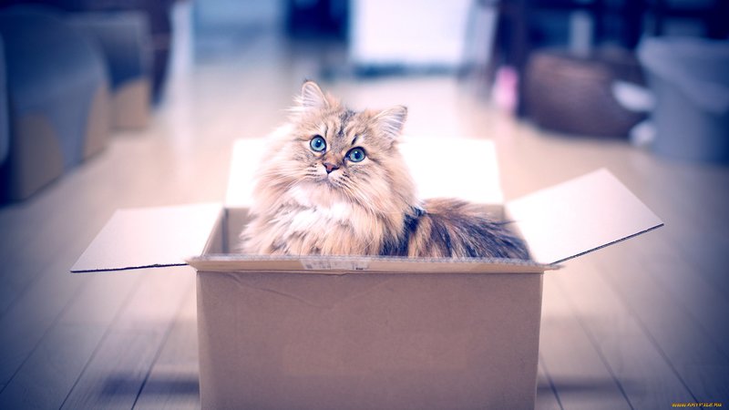Красивый кот в коробке
