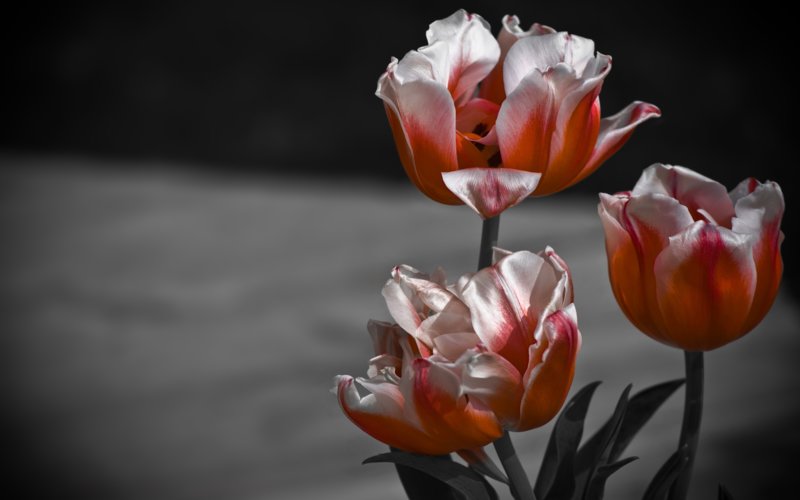 Макросъемка тюльпанов на черном фоне