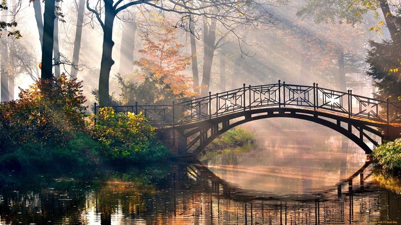Мост в лесу