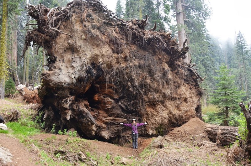 Огромный корень дерева