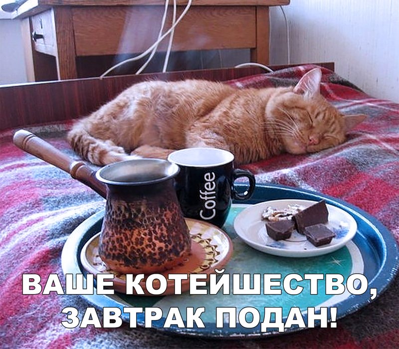 Кот и завтрак