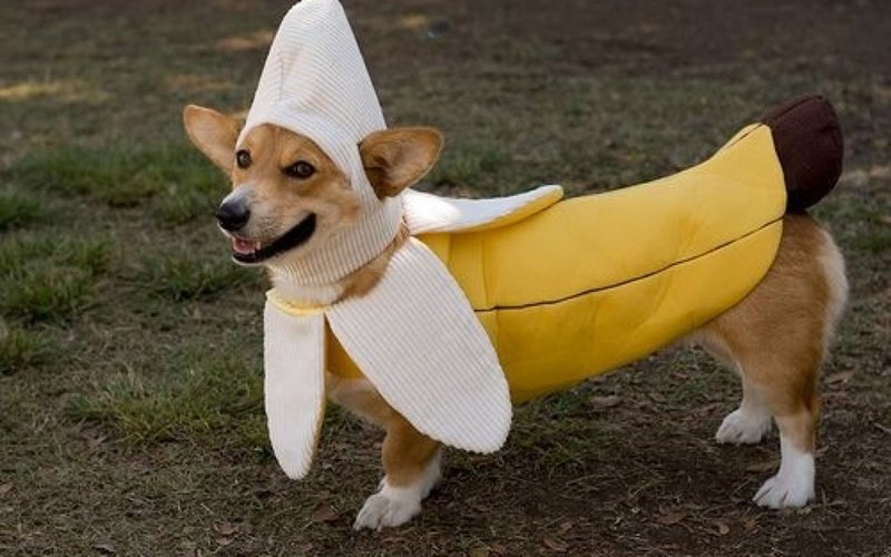 Пес в костюме банана