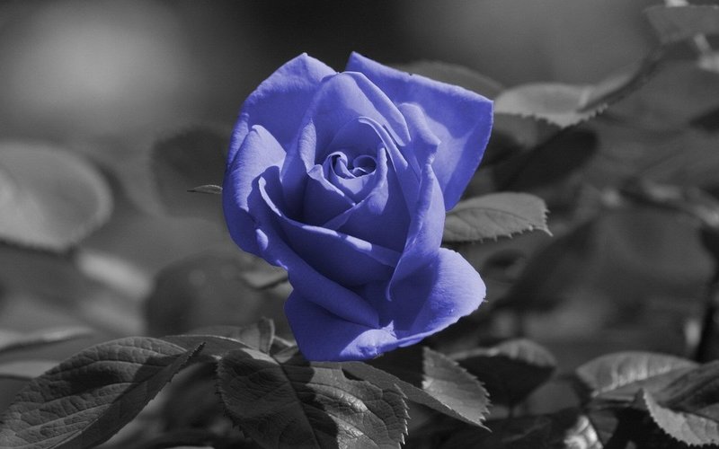 Синие розы на черно-белом фоне