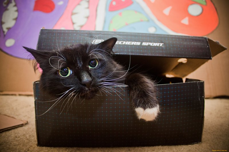 Смешной кот в коробке