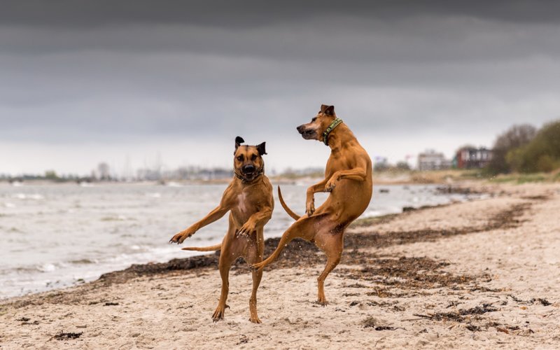 Две собаки на пляже