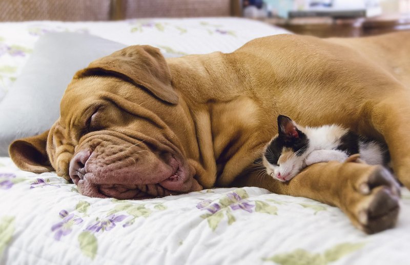 Спящие собаки и кошки