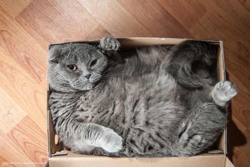 Жирный котик в коробке