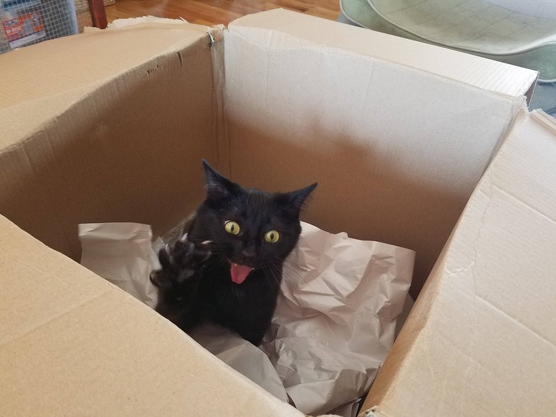 Злой котик в коробке