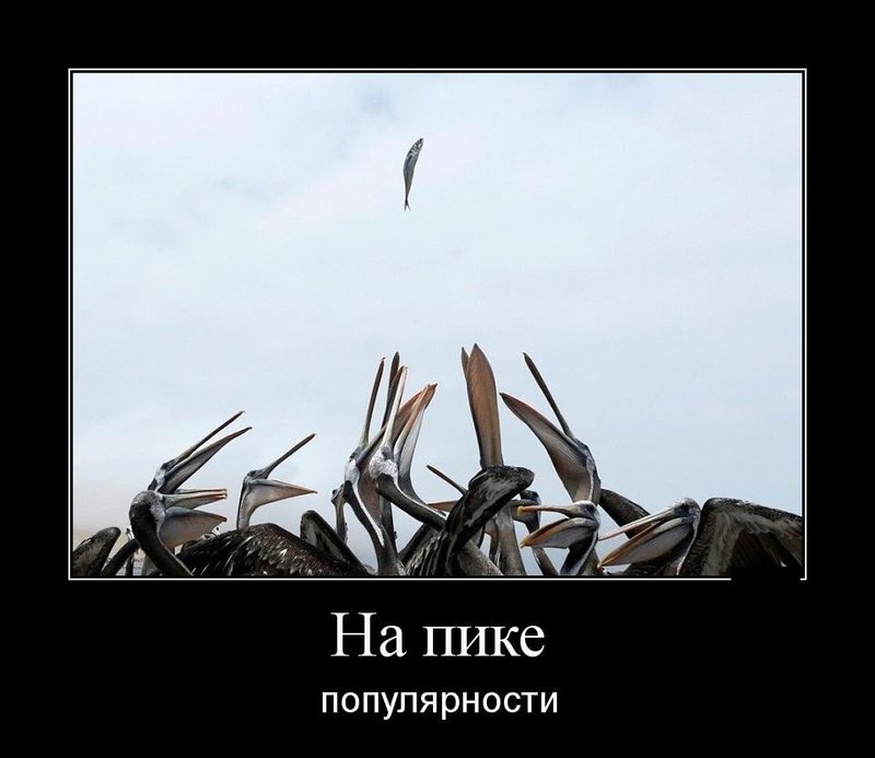 Чайки и рыба