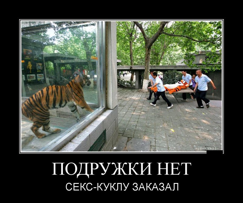 Тигр в клетке зоопарка