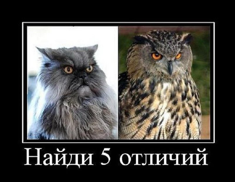 Сова и кот