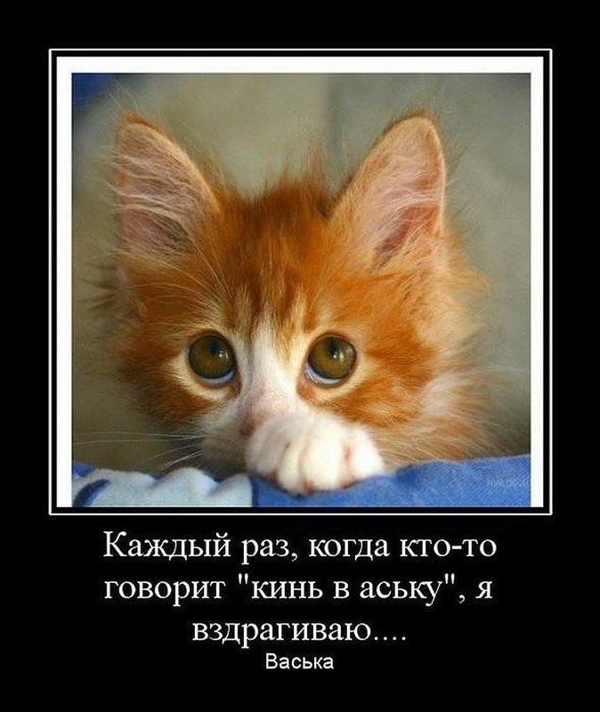 Рыжий котенок