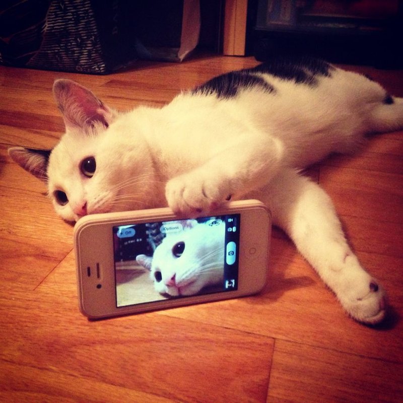 Селфи кота