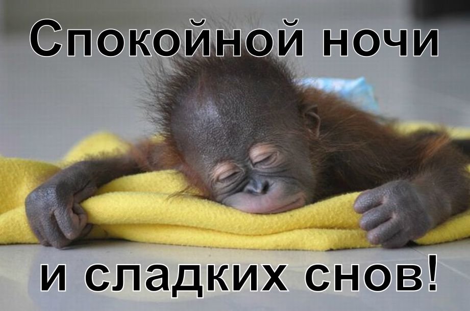 Картинки спокойной ночи красивые с юмором