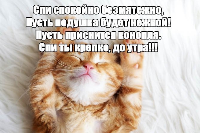 Картинки спокойной ночи красивые с юмором