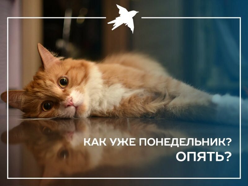 Доброе утро понедельника картинки