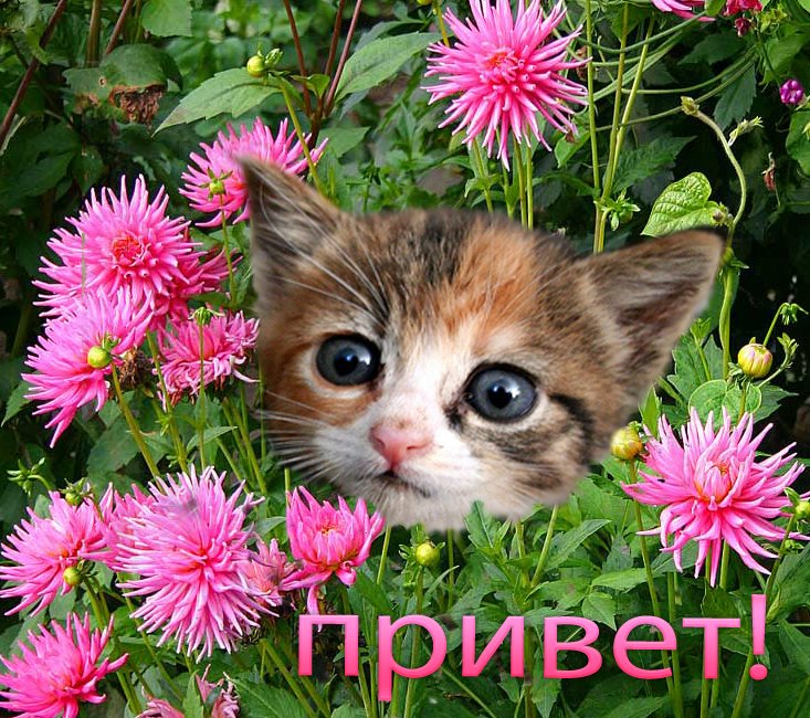 Привет картинки