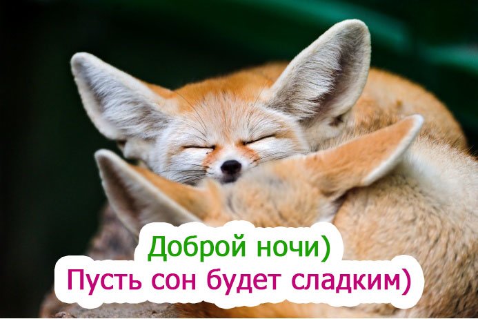 Картинки спокойной ночи красивые с юмором