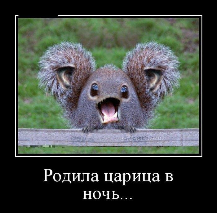 Забавные картинки для поднятия настроения