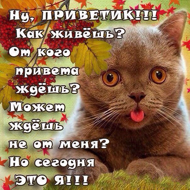 Привет картинки