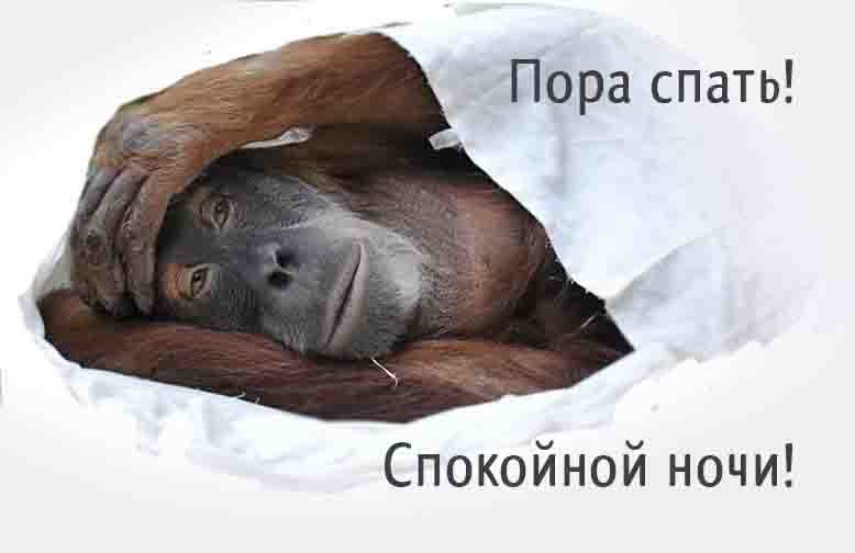 Картинки спокойной ночи красивые с юмором