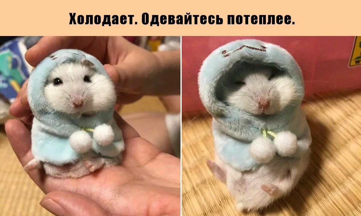 Забавные картинки для поднятия настроения