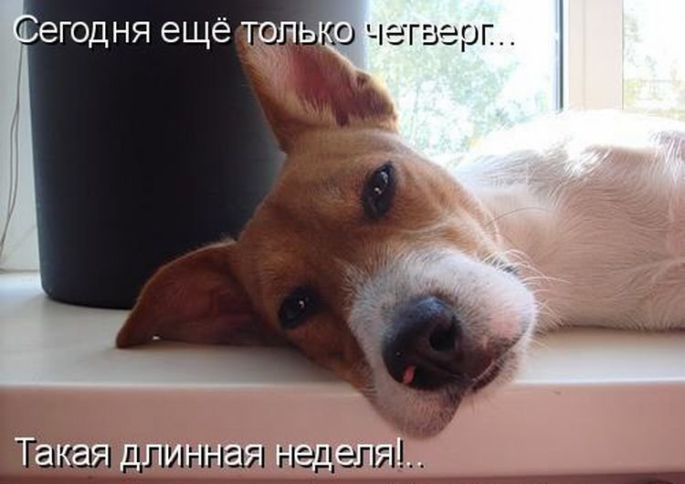 Завтра пятница картинки прикольные