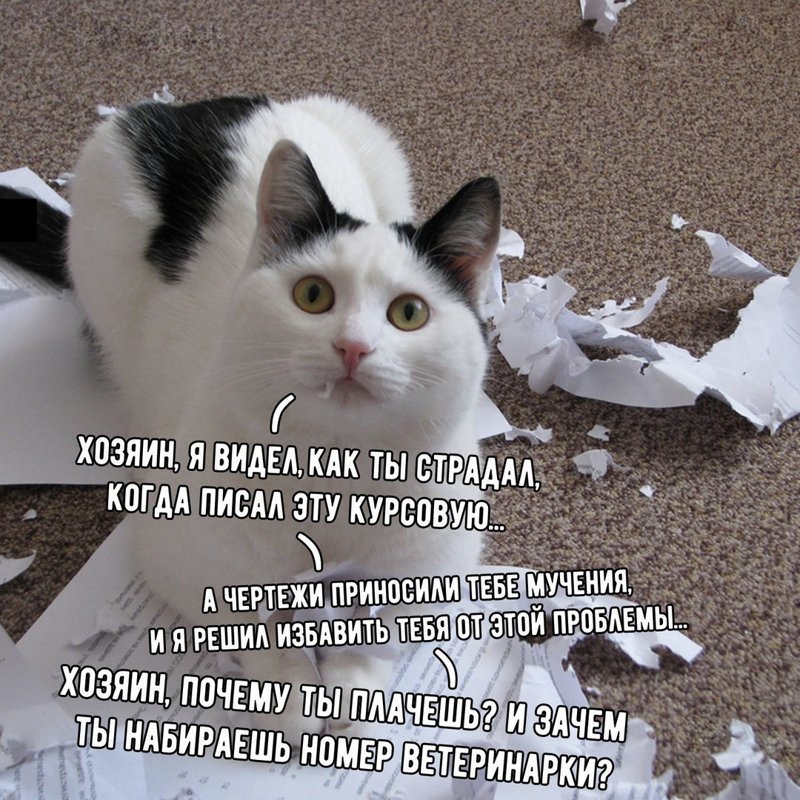 Забавные картинки для поднятия настроения