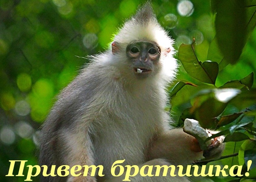 Привет картинки