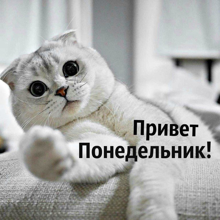 Доброе утро понедельника картинки