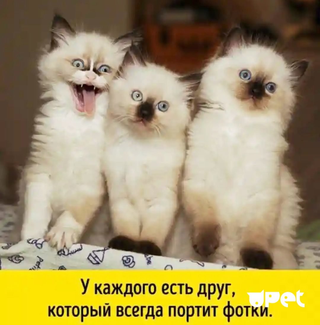 Забавные картинки для поднятия настроения