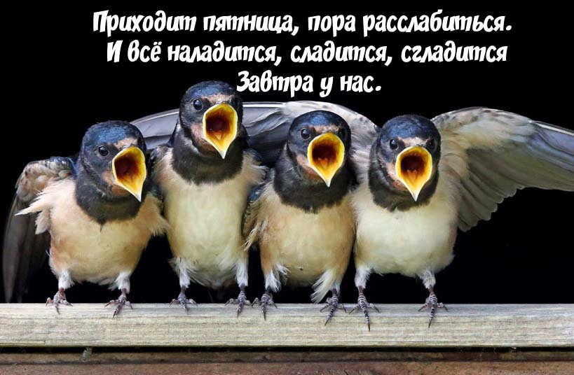 Завтра пятница картинки прикольные