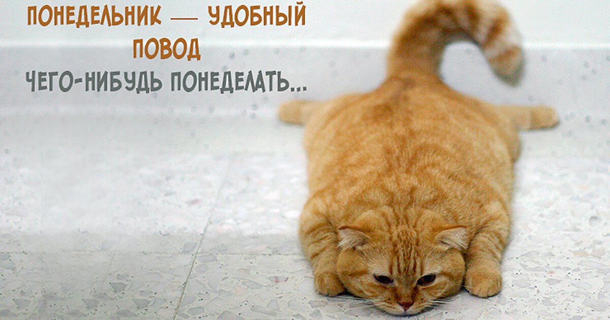 Доброе утро понедельника картинки
