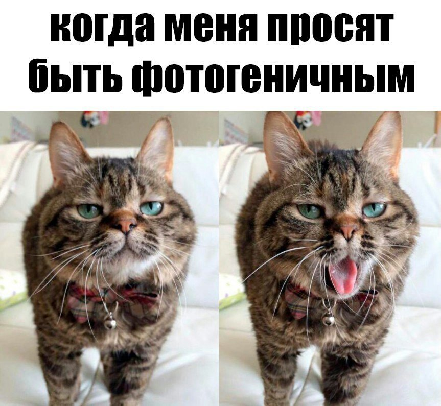 Забавные картинки для поднятия настроения