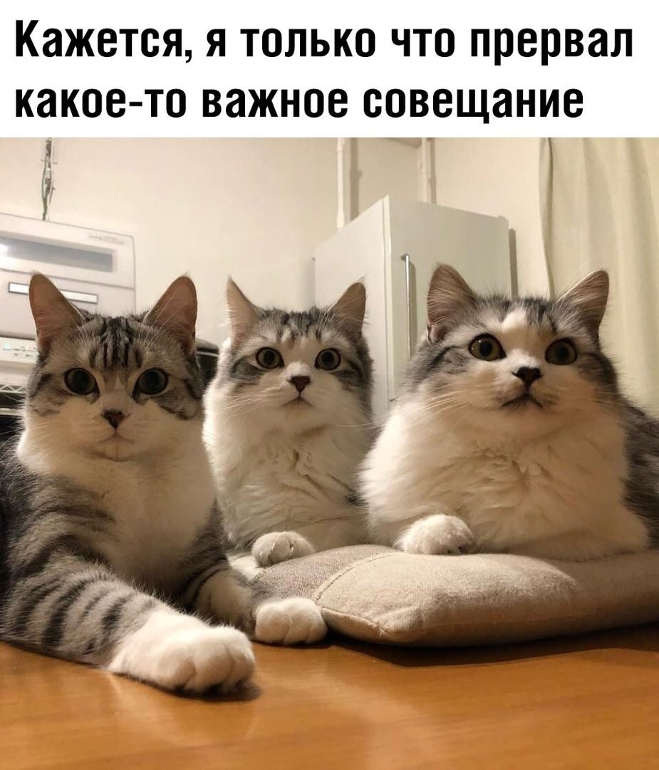 Забавные картинки для поднятия настроения