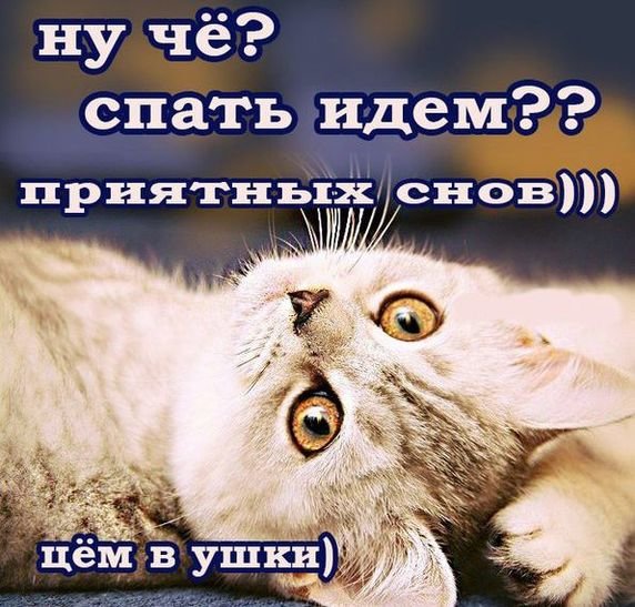 Картинки спокойной ночи красивые с юмором
