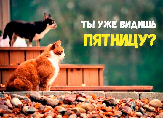 Завтра пятница картинки прикольные