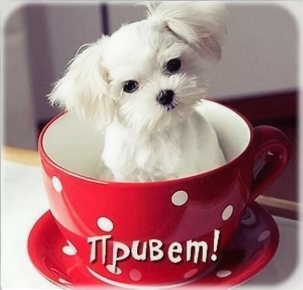 Привет картинки