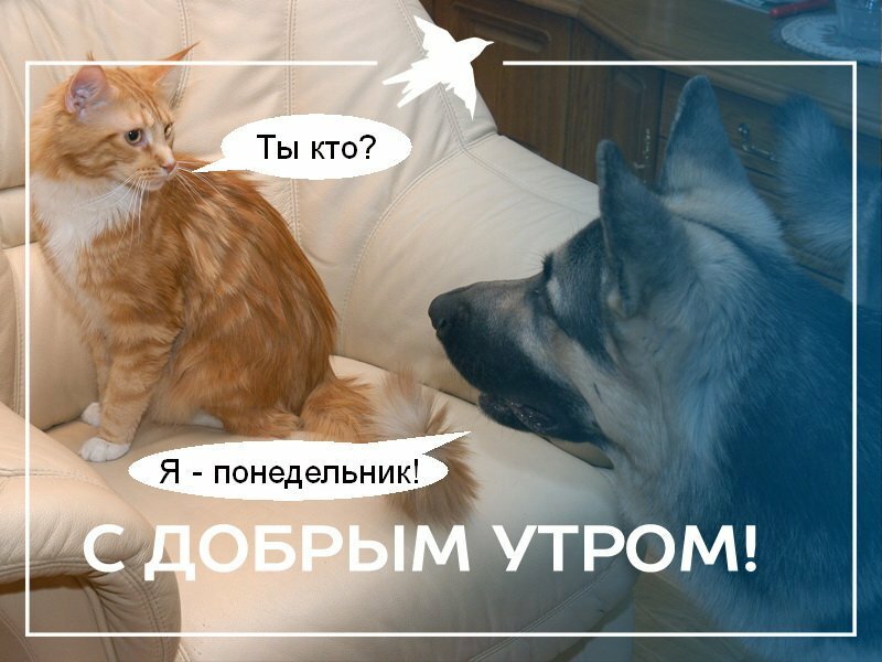 Доброе утро понедельника картинки